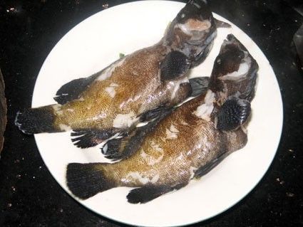 藍星石斑魚圖片