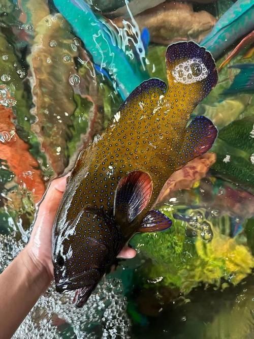 藍星石斑魚圖片