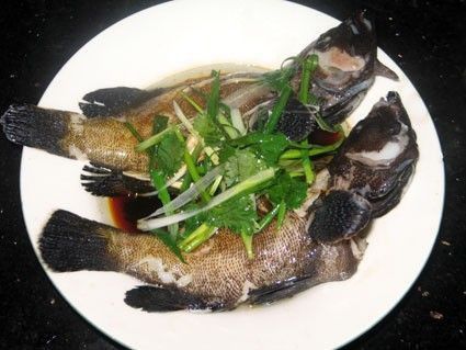 藍星石斑魚圖片