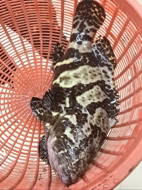 藍星石斑魚圖片