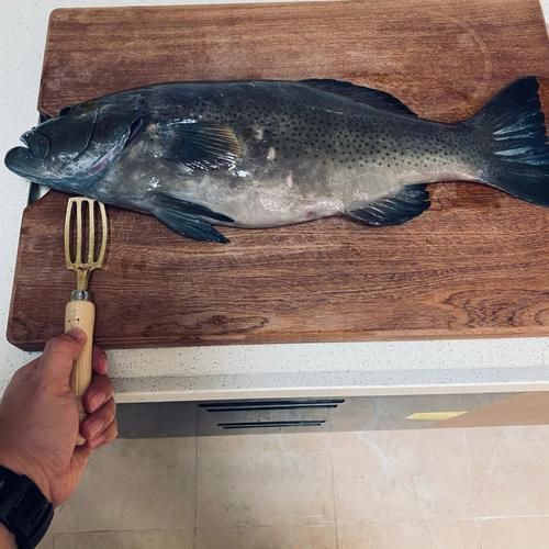 藍星石斑魚圖片