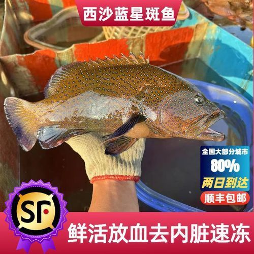 藍星石斑魚圖片