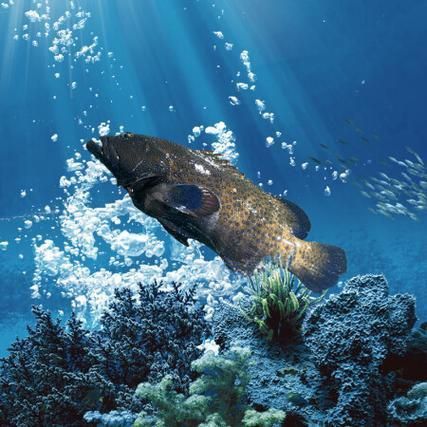 藍星石斑魚圖片