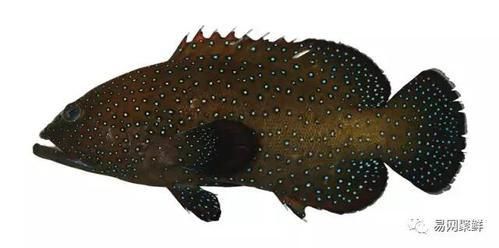 藍星石斑魚圖片