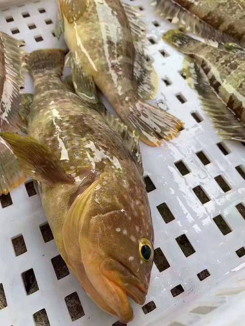 藍星石斑魚圖片
