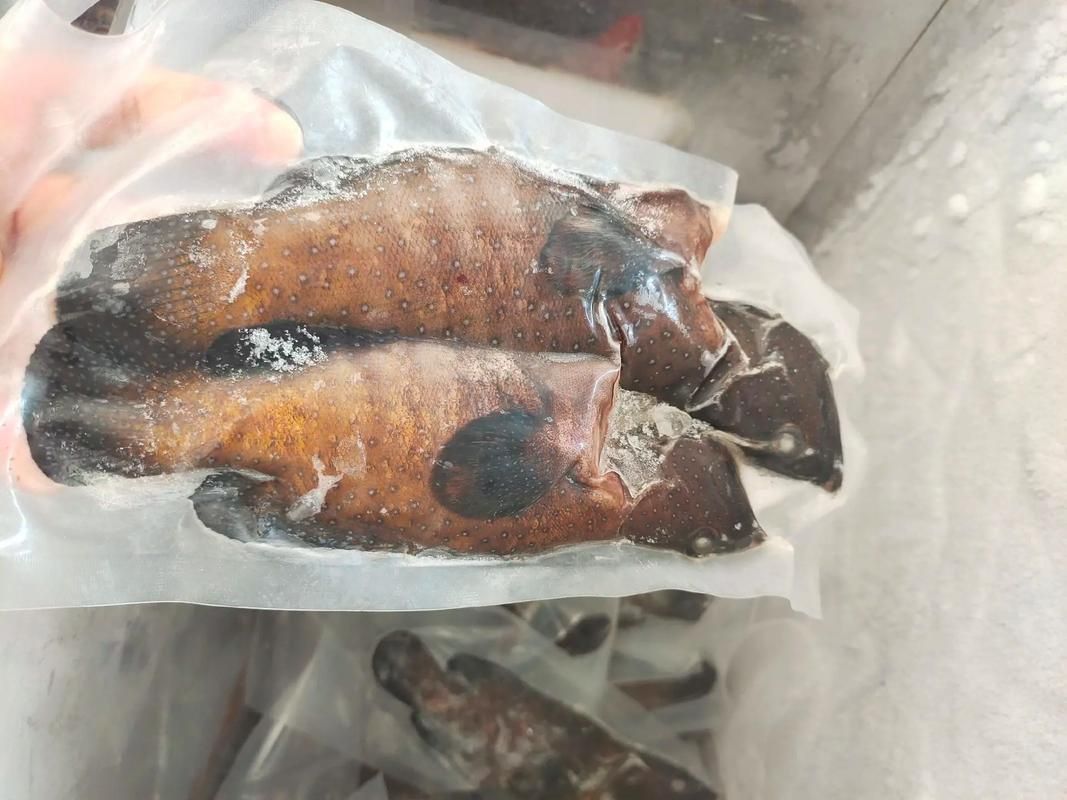 藍星石斑魚圖片