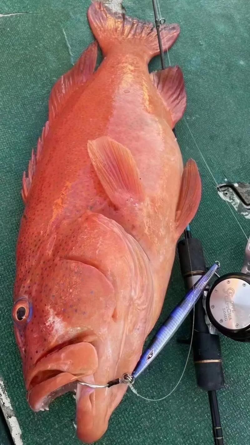 藍星石斑魚圖片