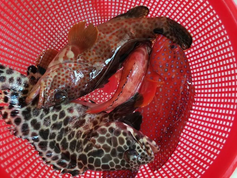 藍星石斑魚圖片