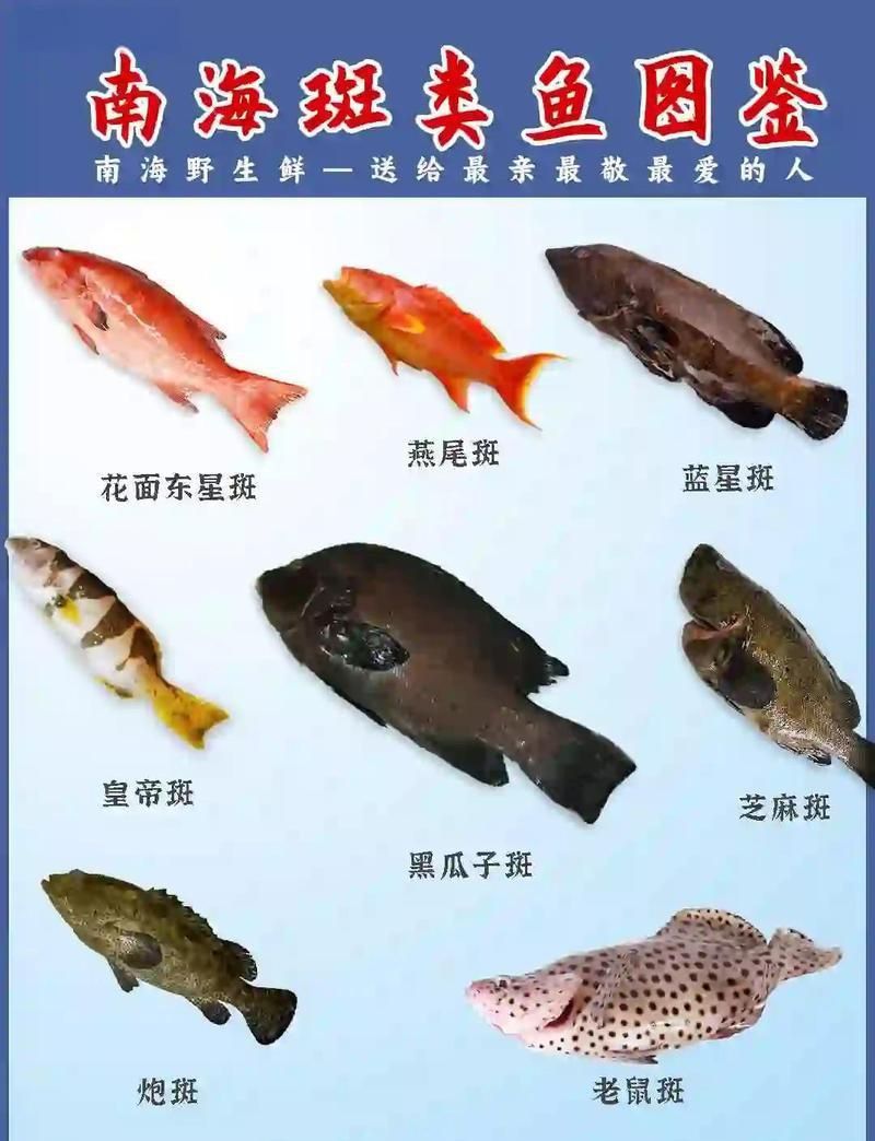 藍星石斑魚圖片