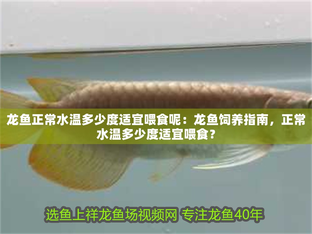 龍魚正常水溫多少度適宜喂食呢：龍魚飼養(yǎng)指南，正常水溫多少度適宜喂食？