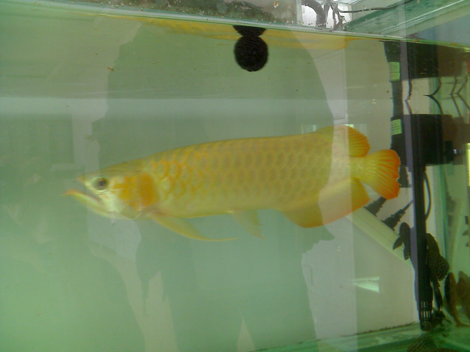 賽級(jí)金龍魚(yú)視頻：關(guān)于賽級(jí)金龍魚(yú)的視頻