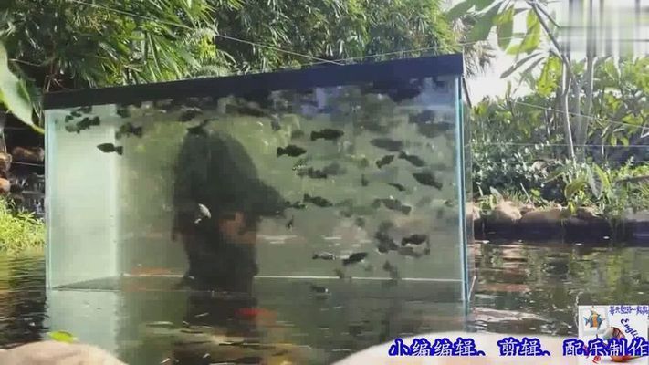 負壓魚缸怎么喂食，如何自制負壓魚缸投食器