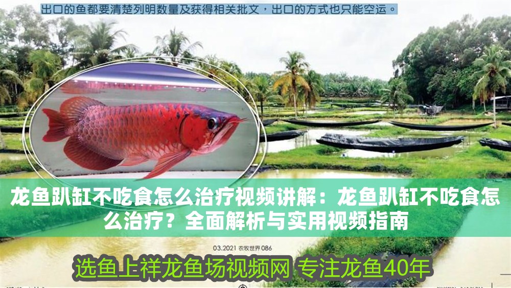 龍魚趴缸不吃食怎么治療視頻講解：龍魚趴缸不吃食怎么治療？全面解析與實用視頻指南