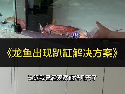 紅龍魚趴缸怎么回事兒 紅龍魚趴缸怎么回事兒 龍魚百科 第6張