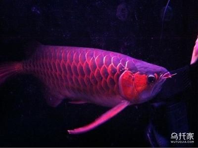 龍魚眼睛發烏什么原因：龍魚眼睛發烏可能是由于多種原因引起的，龍魚眼睛發烏的原因