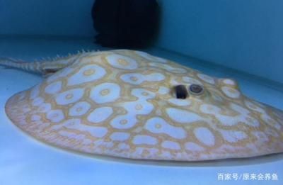 如何預防黑帝王魟魚的常見疾病（關于黑帝王魟魚的常見疾病預防沒有完全相關的直接答案）