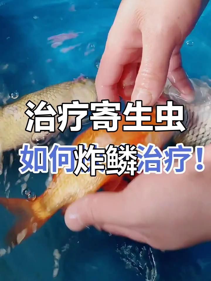 如何判斷魚是否患有炸鱗病？