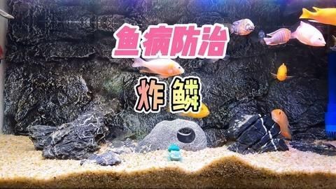 如何判斷魚是否患有炸鱗病？