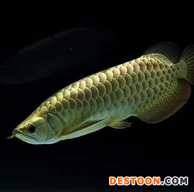 龍魚立鱗病多久能好啊：龍魚立鱗病恢復時間 龍魚立鱗病多久能好啊：龍魚立鱗病恢復時間 龍魚百科 第3張