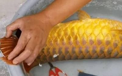 金龍魚身體感染用什么藥最好【金龍魚身體感染怎么辦】 金龍魚身體感染用什么藥最好【金龍魚身體感染怎么辦】 龍魚百科 第4張