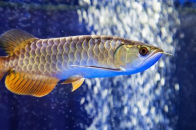 金龍魚身體感染用什么藥最好【金龍魚身體感染怎么辦】 金龍魚身體感染用什么藥最好【金龍魚身體感染怎么辦】 龍魚百科 第5張