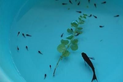 小龍魚苗吃什么長的快又好養殖：小龍魚苗吃什么長得快又好養殖小龍魚苗吃什么長得快又好養殖