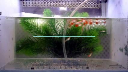 小龍魚苗吃什么長的快又好養殖：小龍魚苗吃什么長得快又好養殖小龍魚苗吃什么長得快又好養殖