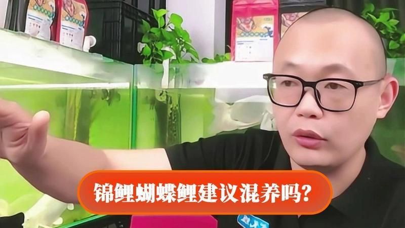 錦鯉和蝴蝶鯉能混養嗎