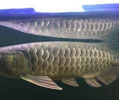 金龍魚成色：關(guān)于金龍魚成色的一些詳細(xì)信息