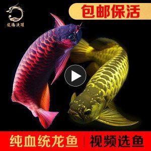 金龍魚苗視頻：30篇金龍魚苗養(yǎng)殖技術(shù)金龍魚苗視頻在線觀看 金龍魚苗視頻：30篇金龍魚苗養(yǎng)殖技術(shù)金龍魚苗視頻在線觀看 龍魚百科 第3張