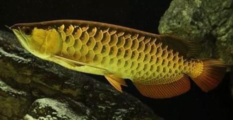 龍魚產卵季節：龍魚產卵季節主要取決于其品種和養殖環境和養殖環境