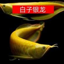 招財金龍魚價格多少錢一條 招財金龍魚價格多少錢一條 龍魚百科 第7張