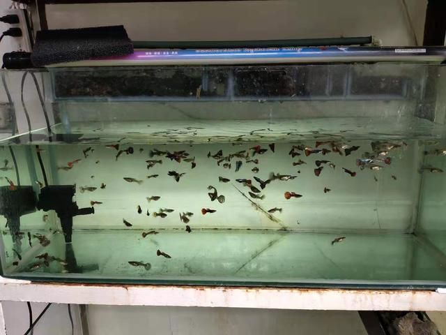 小龍魚苗在成長過程中需要攝取適量且營養均衡的食物：小龍魚苗吃什么食物好養殖