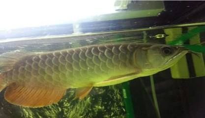 龍魚腸炎的癥狀與判定【判斷龍魚是否患有腸炎，龍魚腸炎的行為變化是非常重要的】 龍魚腸炎的癥狀與判定【判斷龍魚是否患有腸炎，龍魚腸炎的行為變化是非常重要的】 龍魚百科 第1張