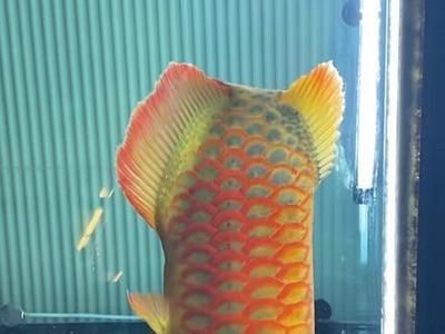 龍魚側燈的使用時長（龍魚側燈使用時間和效果是飼養龍魚過程中的重要考慮因素）
