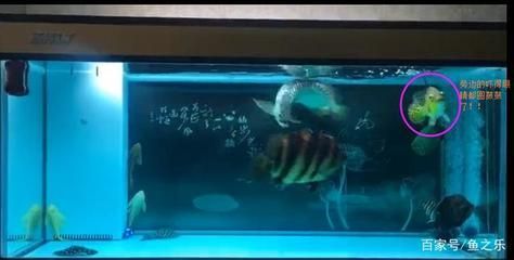 龍魚咬虎魚：如何判斷龍魚與虎魚混養注意事項，改善魚缸環境減少攻擊性 龍魚咬虎魚：如何判斷龍魚與虎魚混養注意事項，改善魚缸環境減少攻擊性 龍魚百科 第1張