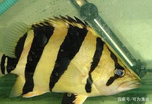 龍魚咬虎魚：如何判斷龍魚與虎魚混養注意事項，改善魚缸環境減少攻擊性 龍魚咬虎魚：如何判斷龍魚與虎魚混養注意事項，改善魚缸環境減少攻擊性 龍魚百科 第5張