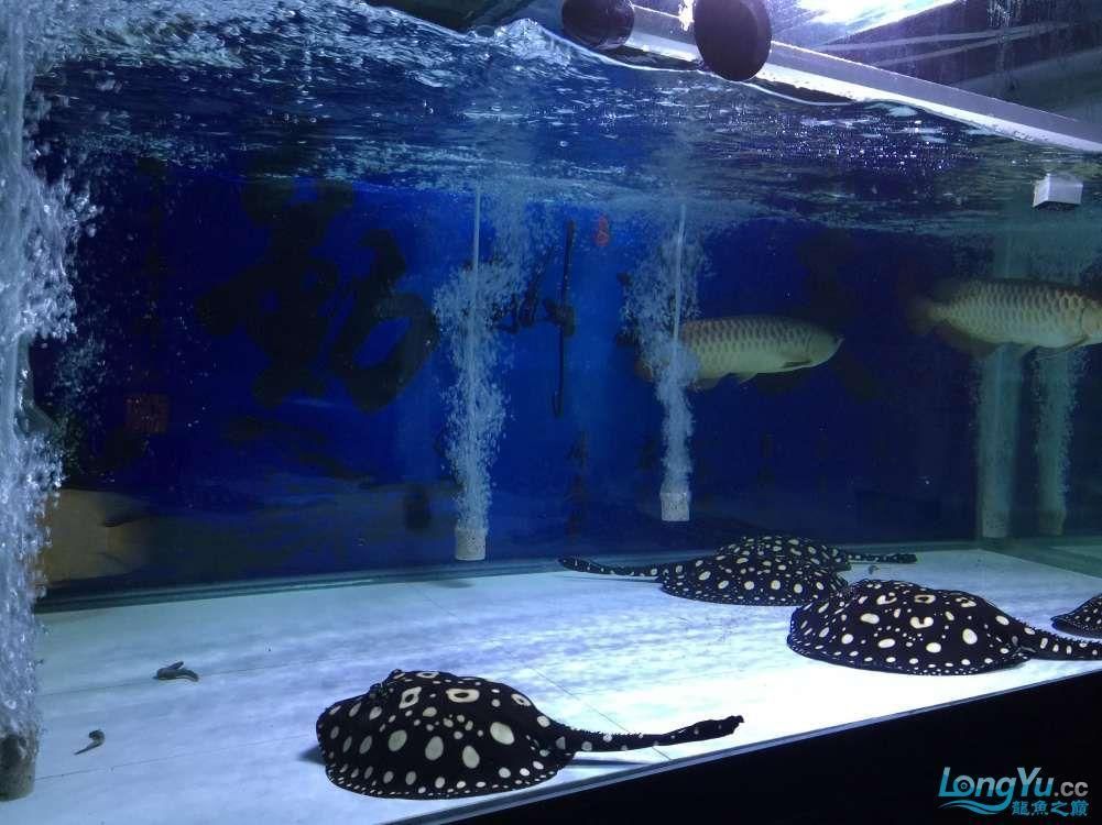 龍魚一直躲在角落：如何判斷龍魚是否適應新環境