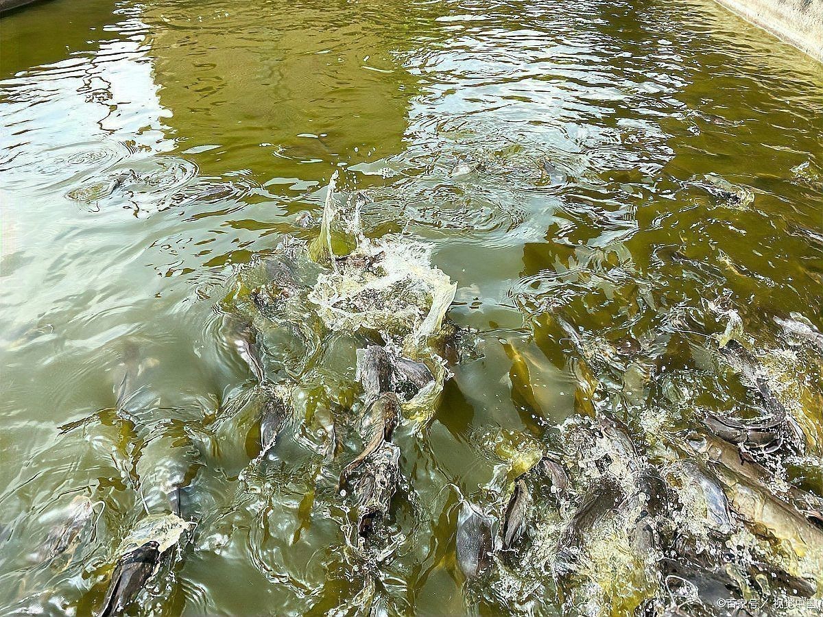 魚身上潰爛最快解決方法 魚身上潰爛最快解決方法 龍魚百科 第8張