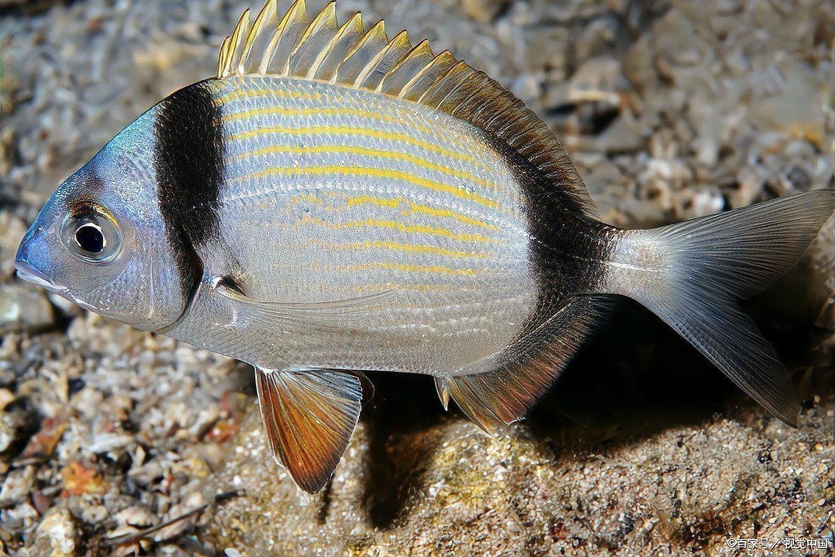 魚身上潰爛最快解決方法 魚身上潰爛最快解決方法 龍魚百科 第16張
