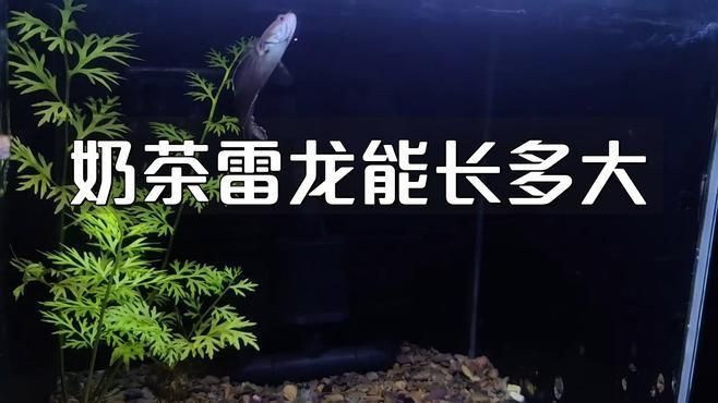 奶茶雷龍魚能長多大