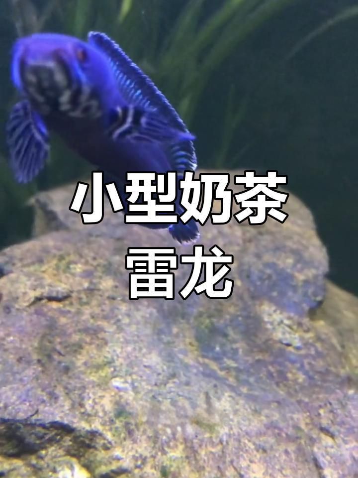 奶茶雷龍魚能長多大