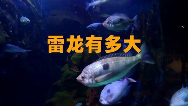 奶茶雷龍魚能長多大