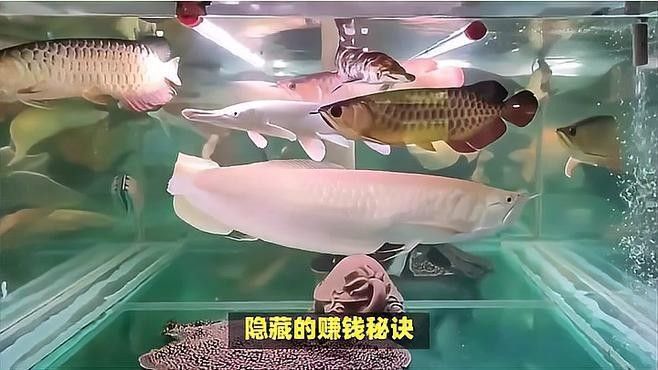 龍魚在商業(yè)成功中如何被運用？