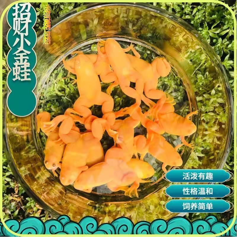 養小金龍魚需要注意多個方面的問題，確保它們的健康和美麗：養小金龍魚的注意事項