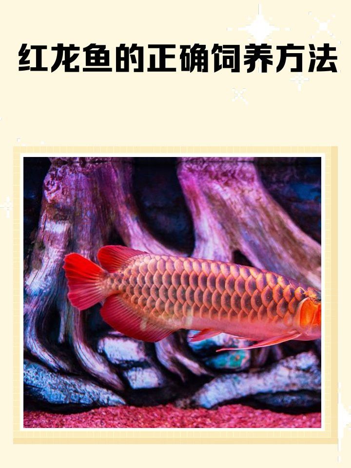 瑰寶龍紅龍魚需要多大的魚缸？