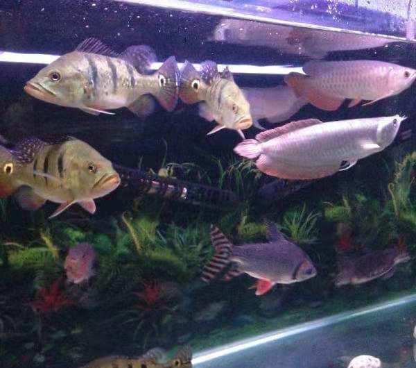 高雄限量版的大嘴鯨吃龍魚視頻大嘴鯨吃龍魚視頻下載：關于大嘴鯨吃龍魚視頻