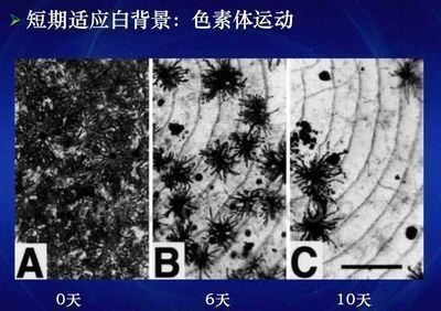 龍魚發(fā)色原理是什么樣的呢：關(guān)于龍魚發(fā)色原理的詳細解釋 龍魚發(fā)色原理是什么樣的呢：關(guān)于龍魚發(fā)色原理的詳細解釋 龍魚百科 第2張
