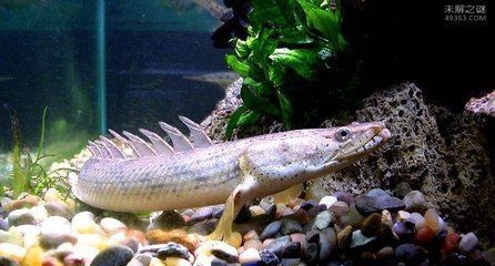 20公分左右的龍魚喂什么食物長得快（龍魚吃什么長得快）