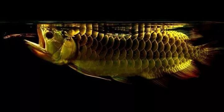 20公分左右的龍魚喂什么食物長得快（龍魚吃什么長得快）